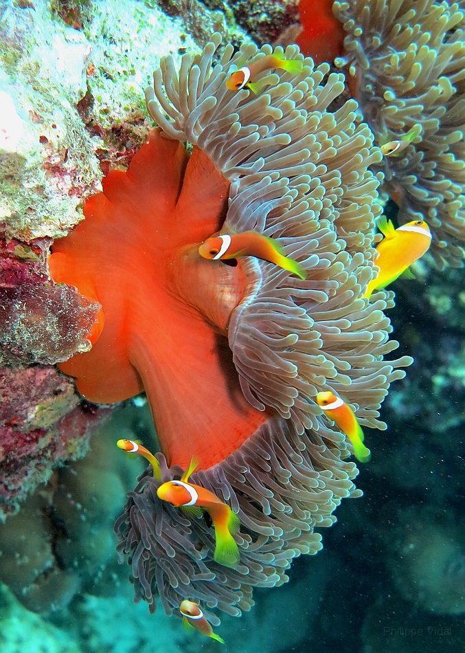IMG_1321rf_Maldives_Madoogali_Plongee 14_Donagali caves_Actinie_Gyrostoma helianthus.jpg